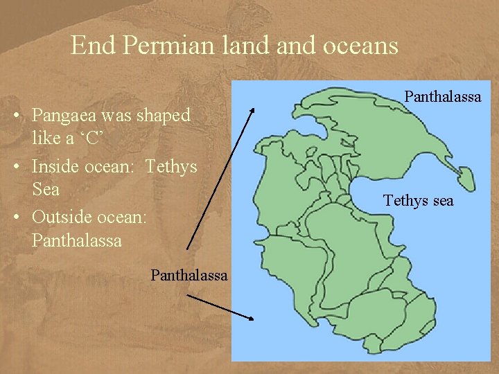 End Permian land oceans • Pangaea was shaped like a ‘C’ • Inside ocean: