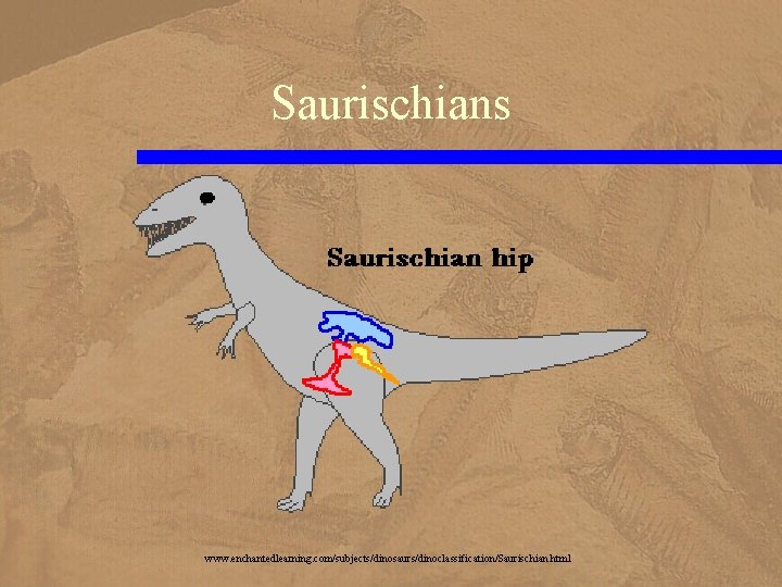 Saurischians www. enchantedlearning. com/subjects/dinosaurs/dinoclassification/Saurischian. html 