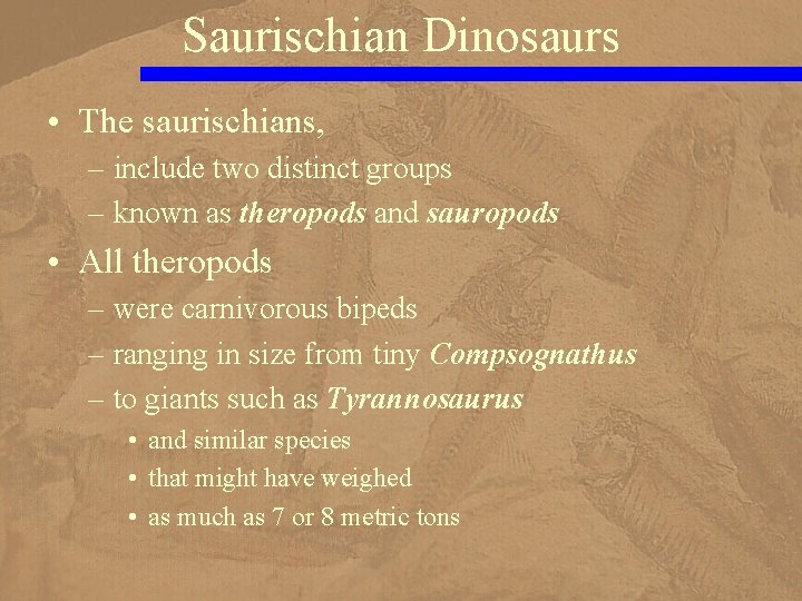 Saurischian Dinosaurs • The saurischians, – include two distinct groups – known as theropods