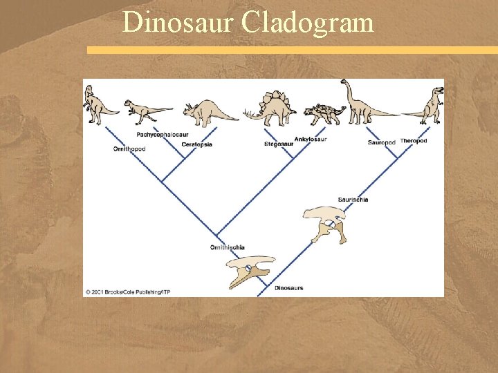 Dinosaur Cladogram 