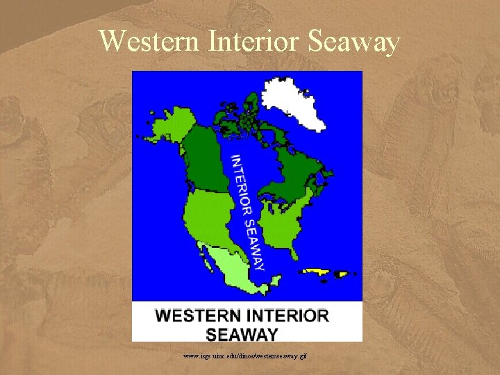 Western Interior Seaway www. isgs. uiuc. edu/dinos/westernseaway. gif 