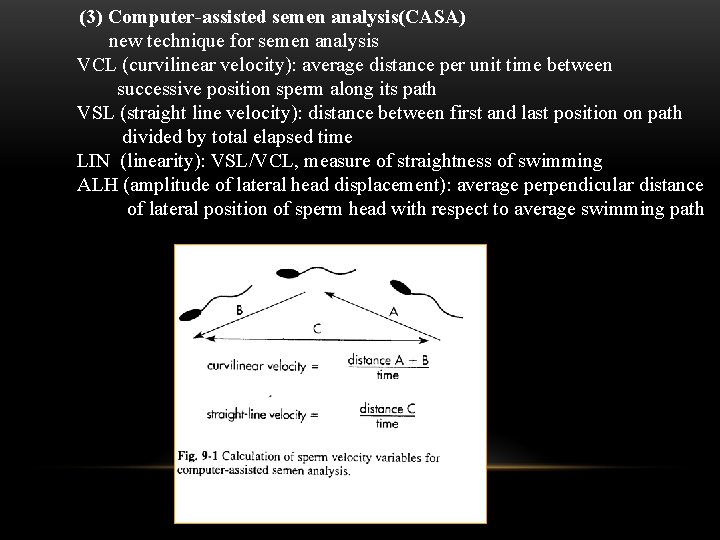 (3) Computer-assisted semen analysis(CASA) new technique for semen analysis VCL (curvilinear velocity): average distance