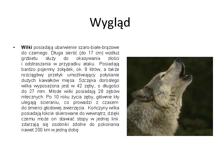 Wygląd • Wilki posiadają ubarwienie szaro-białe-brązowe do czarnego. Długa sierść (do 17 cm) wzdłuż