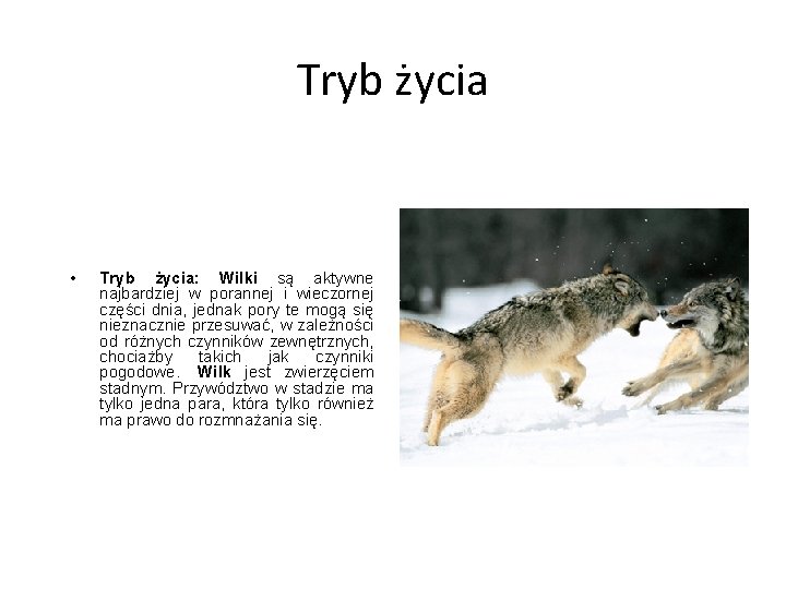 Tryb życia • Tryb życia: Wilki są aktywne najbardziej w porannej i wieczornej części