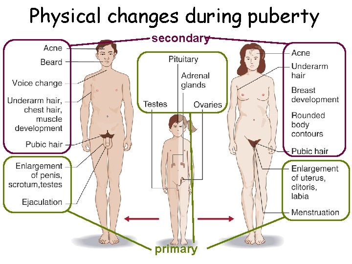 Physical changes during puberty secondary primary 