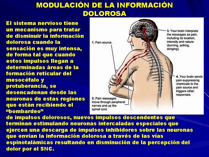 MODULACIÓN DE LA INFORMACIÓN DOLOROSA El sistema nervioso tiene un mecanismo para tratar de