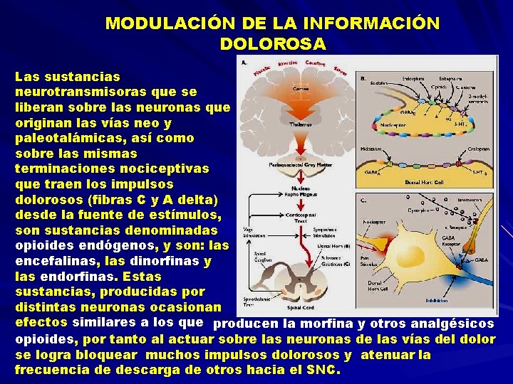 MODULACIÓN DE LA INFORMACIÓN DOLOROSA Las sustancias neurotransmisoras que se liberan sobre las neuronas