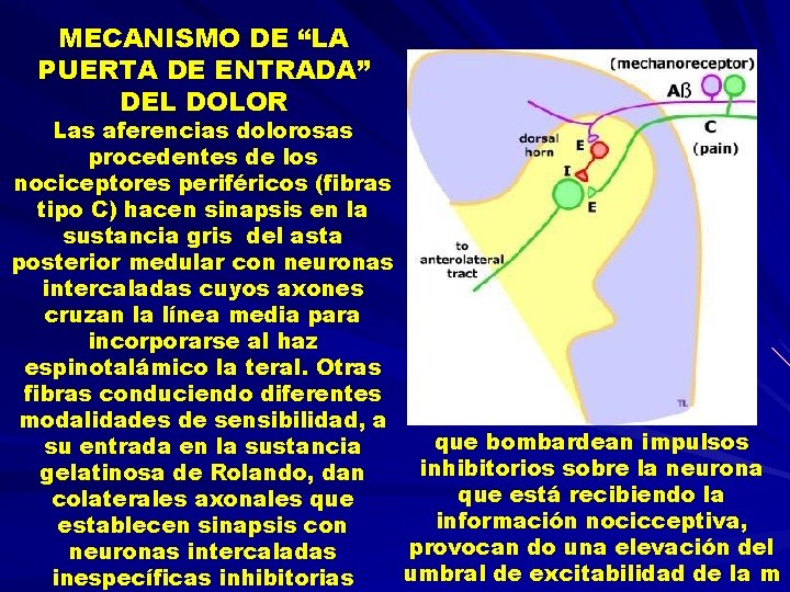 MECANISMO DE “LA PUERTA DE ENTRADA” DEL DOLOR Las aferencias dolorosas procedentes de los