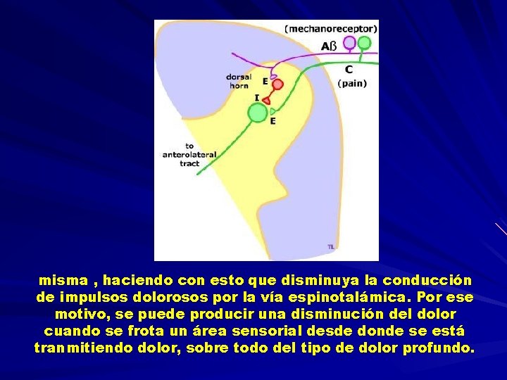 misma , haciendo con esto que disminuya la conducción de impulsos dolorosos por la