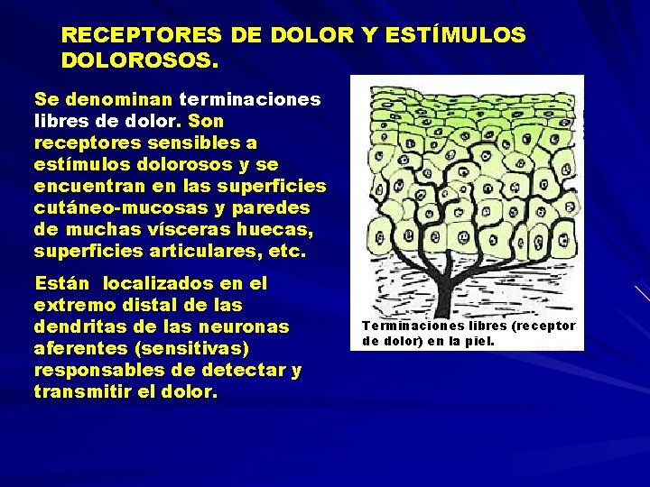 RECEPTORES DE DOLOR Y ESTÍMULOS DOLOROSOS. Se denominan terminaciones libres de dolor. Son receptores