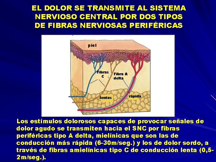 EL DOLOR SE TRANSMITE AL SISTEMA NERVIOSO CENTRAL POR DOS TIPOS DE FIBRAS NERVIOSAS