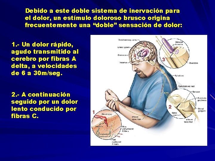 Debido a este doble sistema de inervación para el dolor, un estímulo doloroso brusco