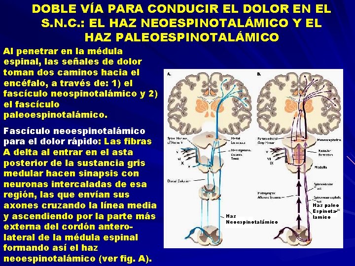 DOBLE VÍA PARA CONDUCIR EL DOLOR EN EL S. N. C. : EL HAZ