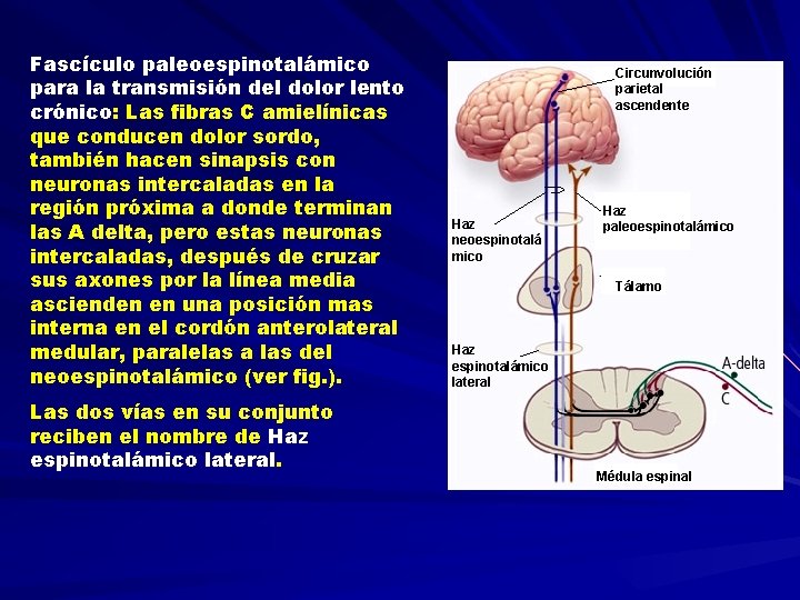 Fascículo paleoespinotalámico para la transmisión del dolor lento crónico: Las fibras C amielínicas que