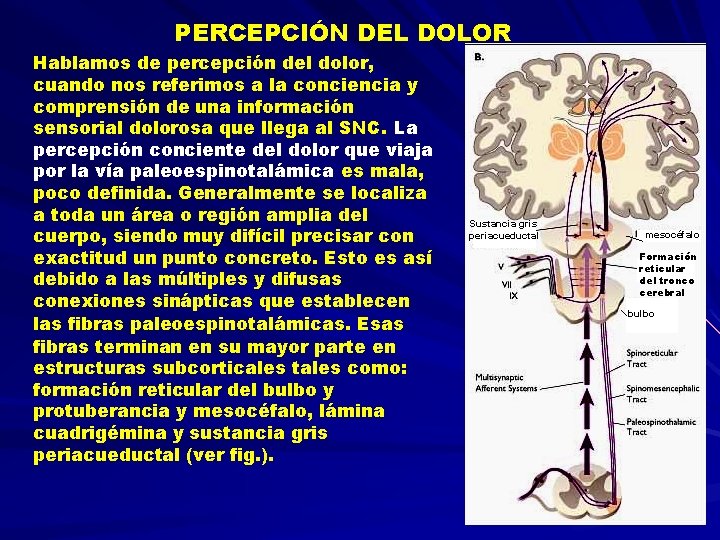 PERCEPCIÓN DEL DOLOR Hablamos de percepción del dolor, cuando nos referimos a la conciencia