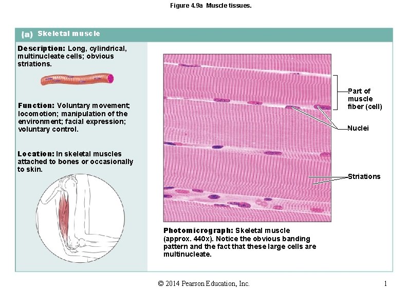 Figure 4. 9 a Muscle tissues. Skeletal muscle Description: Long, cylindrical, multinucleate cells; obvious