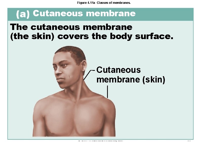 Figure 4. 11 a Classes of membranes. Cutaneous membrane The cutaneous membrane (the skin)