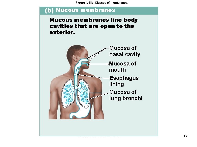 Figure 4. 11 b Classes of membranes. Mucous membranes line body cavities that are
