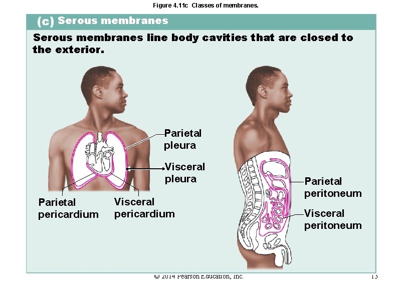 Figure 4. 11 c Classes of membranes. Serous membranes line body cavities that are