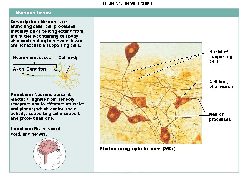 Figure 4. 10 Nervous tissue Description: Neurons are branching cells; cell processes that may