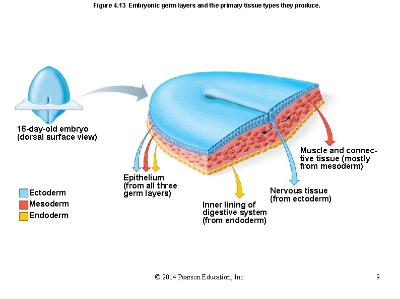 Figure 4. 13 Embryonic germ layers and the primary tissue types they produce. 16