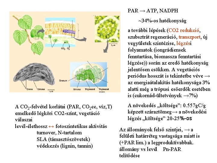 PAR → ATP, NADPH ~34%-os hatékonyság a további lépések (CO 2 redukció, szubsztrát regeneráció,