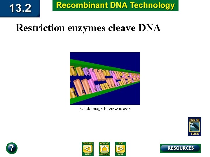 Restriction enzymes cleave DNA Click image to view movie 
