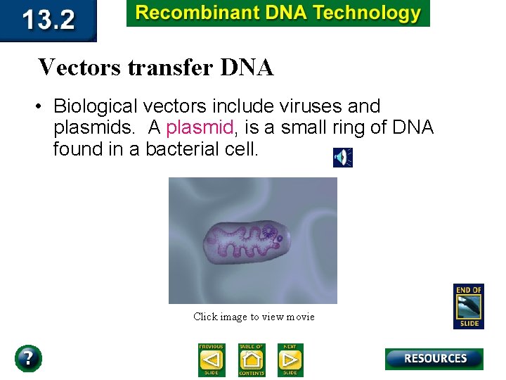 Vectors transfer DNA • Biological vectors include viruses and plasmids. A plasmid, is a