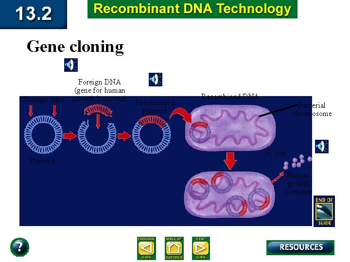 Gene cloning Cleavage sites Plasmid Foreign DNA (gene for human growth hormone) Recombined plasmid