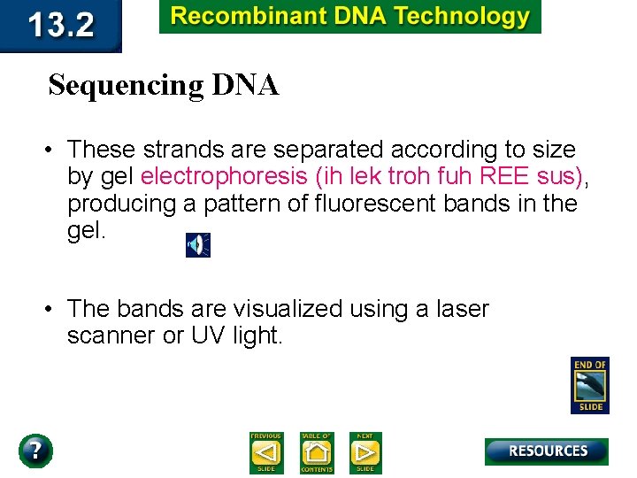 Sequencing DNA • These strands are separated according to size by gel electrophoresis (ih