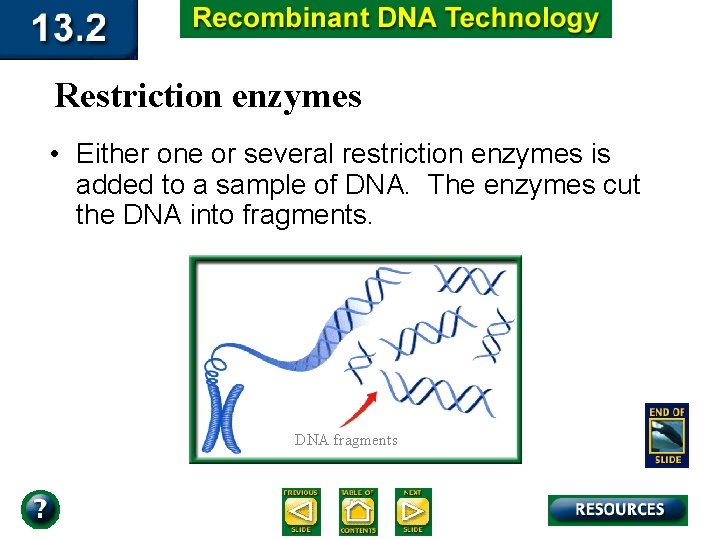 Restriction enzymes • Either one or several restriction enzymes is added to a sample