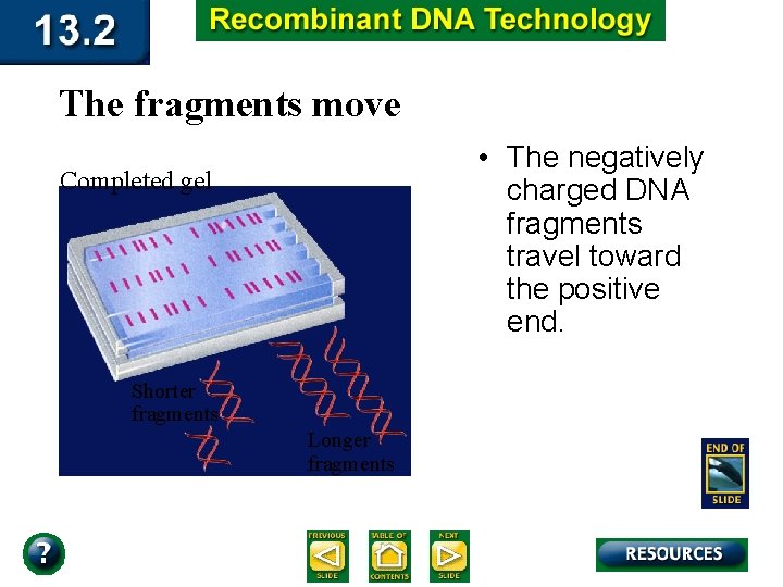 The fragments move • The negatively charged DNA fragments travel toward the positive end.