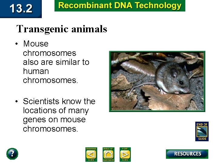 Transgenic animals • Mouse chromosomes also are similar to human chromosomes. • Scientists know