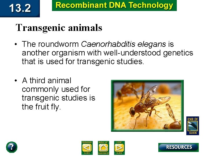 Transgenic animals • The roundworm Caenorhabditis elegans is another organism with well-understood genetics that