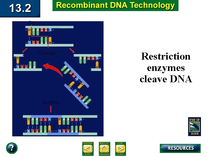 Cut Cleavage Insertion Restriction enzymes cleave DNA 