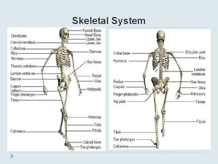 Skeletal System 