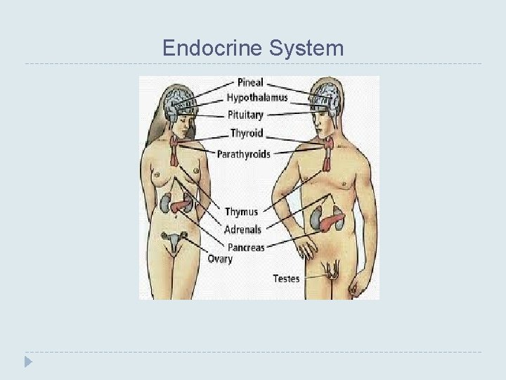 Endocrine System 