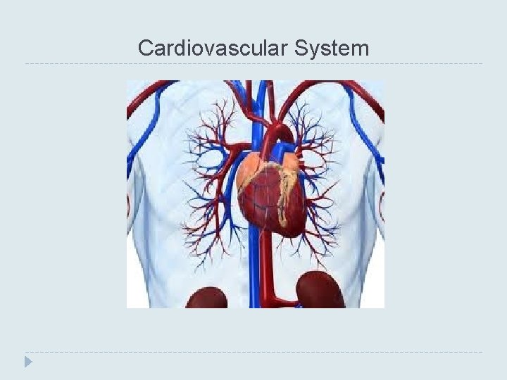 Cardiovascular System 