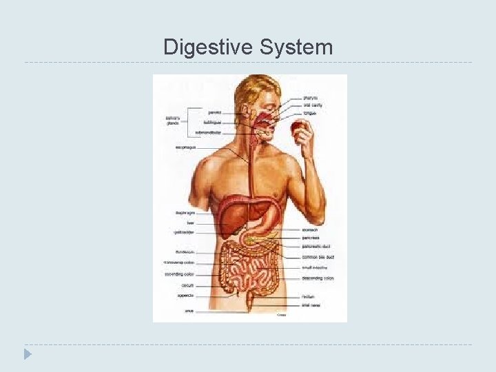 Digestive System 