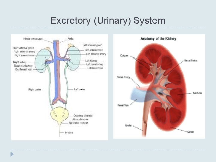 Excretory (Urinary) System 