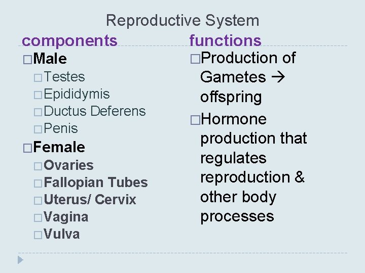 Reproductive System functions components �Production of �Male �Testes Gametes �Epididymis offspring �Ductus Deferens �Hormone