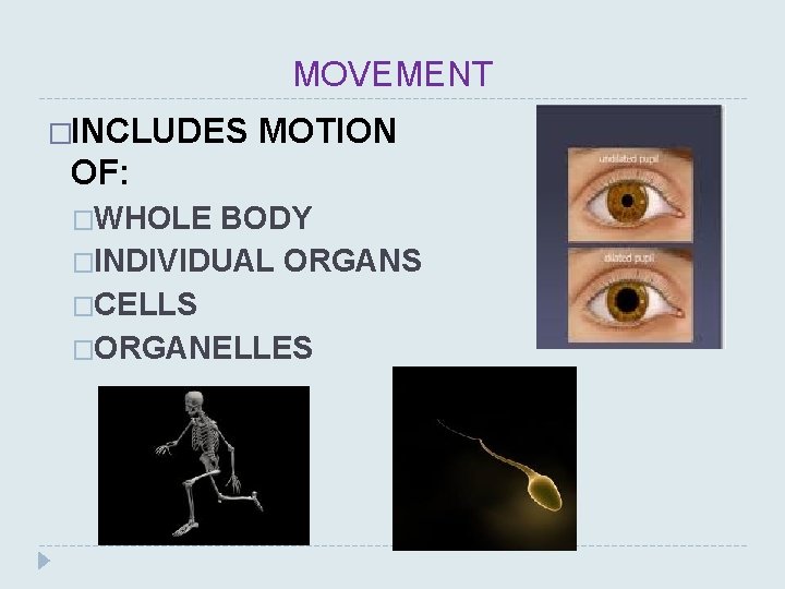 MOVEMENT �INCLUDES MOTION OF: �WHOLE BODY �INDIVIDUAL ORGANS �CELLS �ORGANELLES 