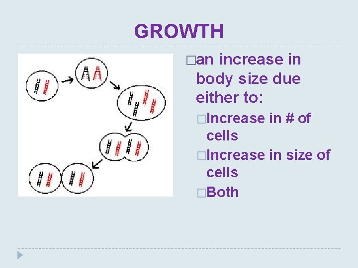 GROWTH �an increase in body size due either to: �Increase in # of cells