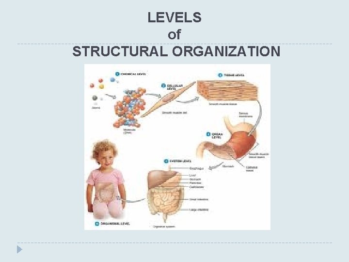 LEVELS of STRUCTURAL ORGANIZATION 