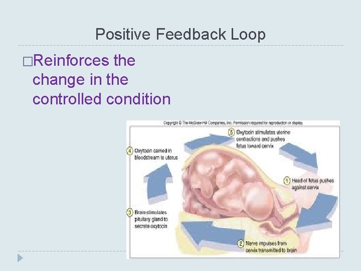 Positive Feedback Loop �Reinforces the change in the controlled condition 