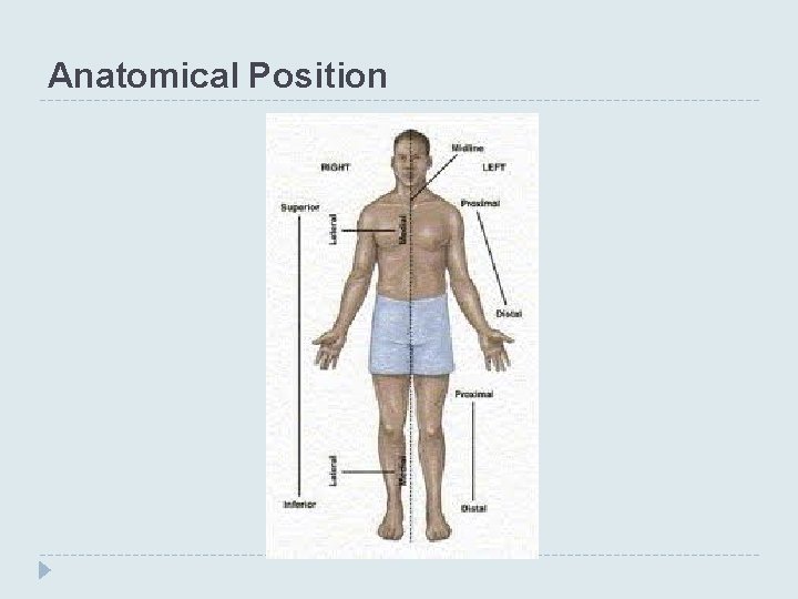 Anatomical Position 