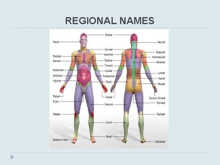REGIONAL NAMES 
