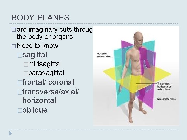 BODY PLANES � are imaginary cuts through the body or organs � Need to