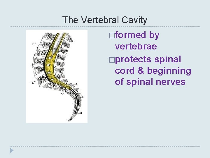The Vertebral Cavity �formed by vertebrae �protects spinal cord & beginning of spinal nerves