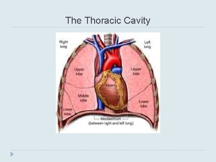 The Thoracic Cavity 